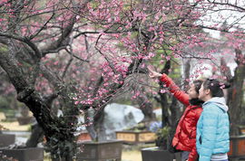 花叶锦核心绽放，何时迎来盛开时