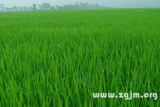 乙草胺对水稻秧苗的危害期