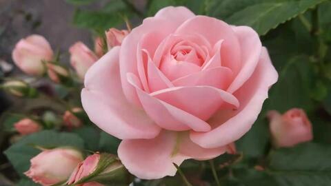 玫瑰与月季， 傻傻分不清楚