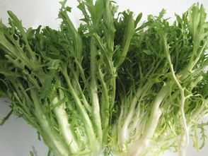 苦麦菜：苦中带甜