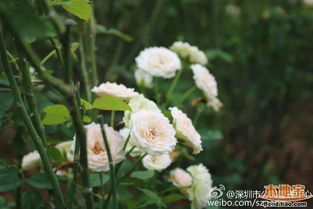 肯辛顿公园月季品种大盘点