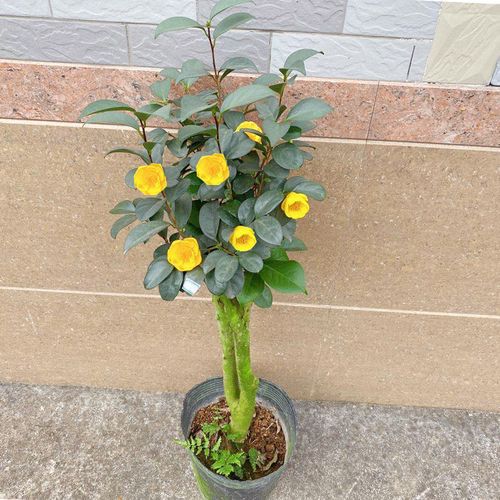 揭秘山茶花油的食用秘籍：简单易行的健康秘诀