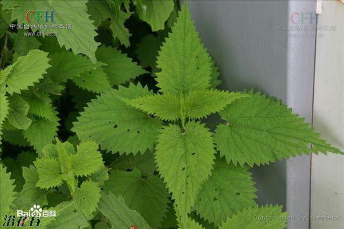 单子叶植物，平行脉