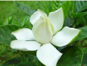 双栀子花到底有几种颜色？