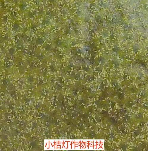 光照不够，也是罪魁祸首吗？