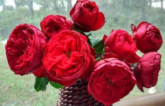 2.花朵大如拳头