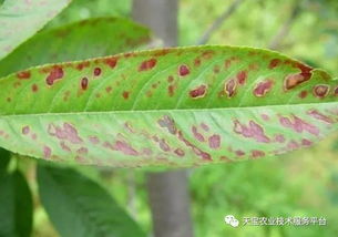 桃树受戊唑醇药害， 症状种种让人忧