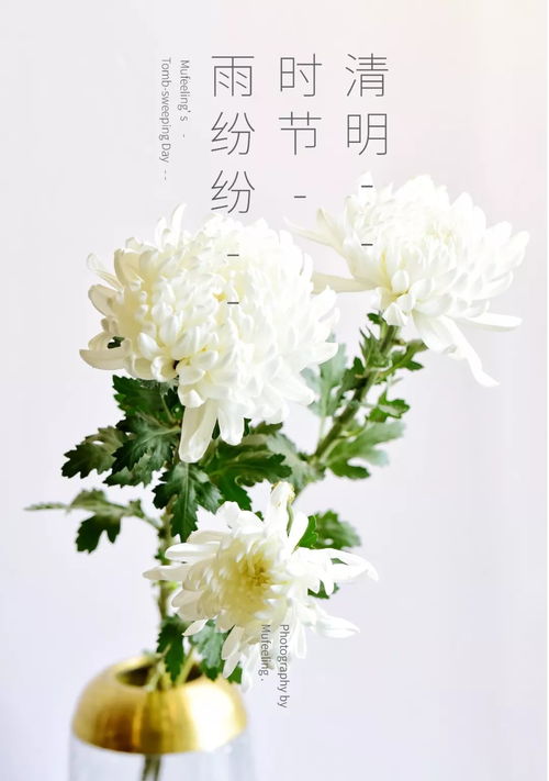 清明时节，正义之花绽放