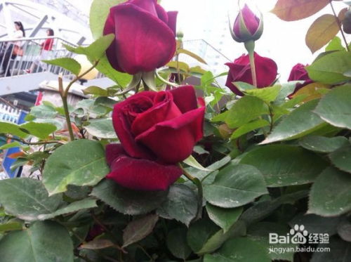 果实特征：三姐妹的果实之谜