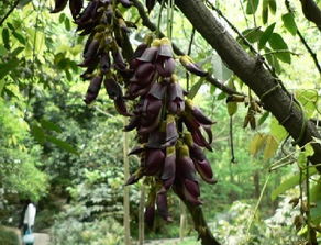 大血藤和牛马藤