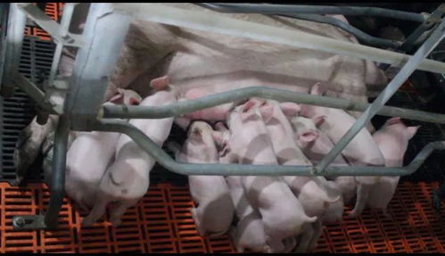 仔猪初生重影响断奶窝整体增重效率