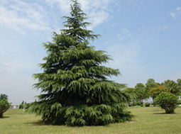 雪松一亩地需要多少种子？基础用量计算公式来了