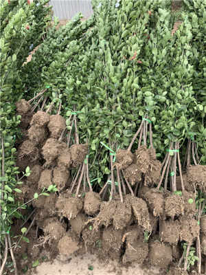 NO.1 南阳优质乡土树种