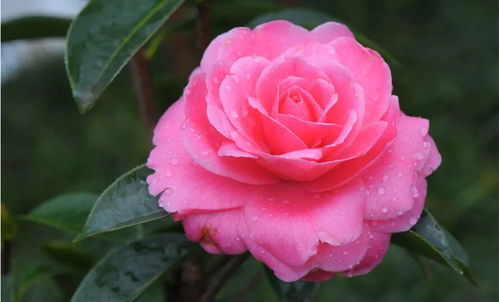 卫生间的小秘密：湿度越高，净化效果越好？