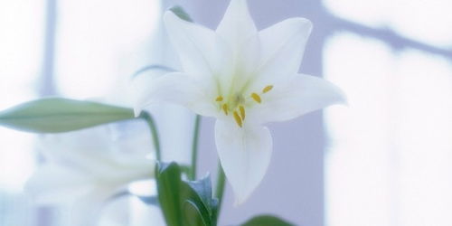 百合：高雅的象征