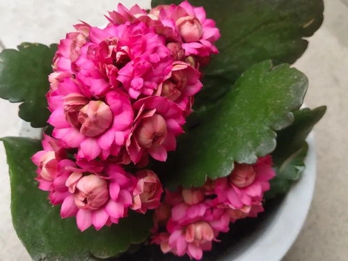 冬日里的花海奇遇