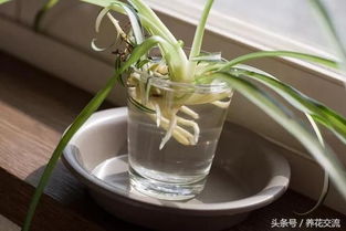 棕竹叶尖枯萎，如何挽救这株绿植的生命