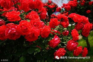 月季花里的那一份渴望：德西里月季的花期探秘