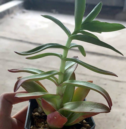 十一、火祭多肉多头长还与环境温度。