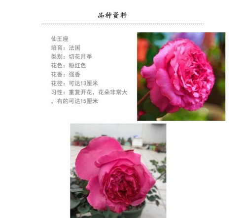 植株美观，让人一见倾心