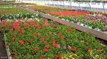 苗木行业：2020年的变化与应对策略