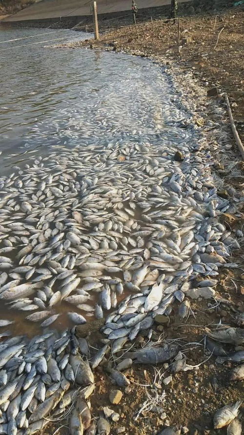 何首乌与水环境的变化