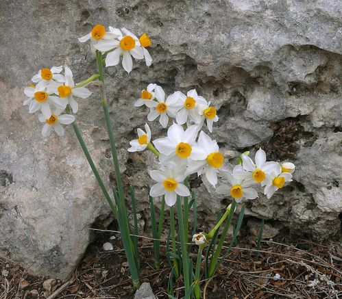 湿土里的绿色宝贝