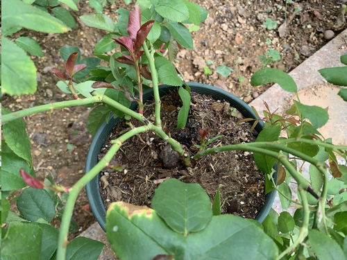 藤本月季，剪枝有讲究