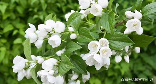 茉莉花如何根据香水茉莉花的特性进行科学养殖和养护管理