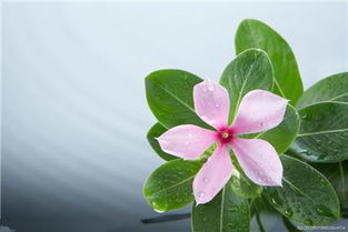 施肥时机，你掌握了吗？