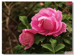 月季与玫瑰，别混淆