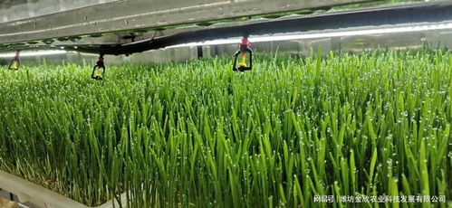 设施大棚种草赚钱攻略：揭秘高产草种搭配方案