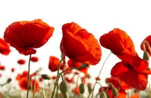 虞美人：美丽背后的种植秘诀