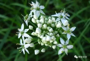 那韭菜花吃了会怎么样呢？有没有什么讲究？