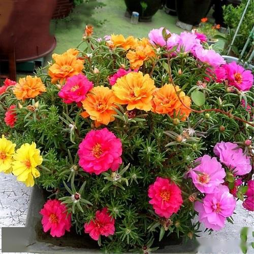 34度北纬地区种花攻略：热辣阳光下的花海奇遇