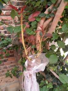 嫁接玫瑰，木头选择有讲究