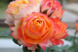 月季旱死？别慌，堪这里！