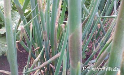 药剂防治：用科学的方法赶走坏小子