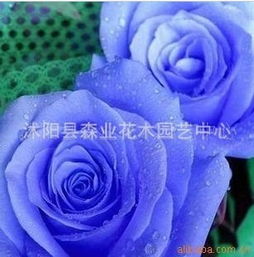 玫瑰花的颜色与形态，展现独特魅力