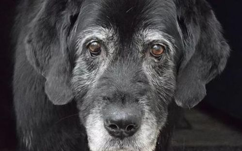 多菌灵成分解析