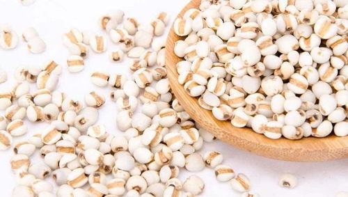 薏米的播种时机