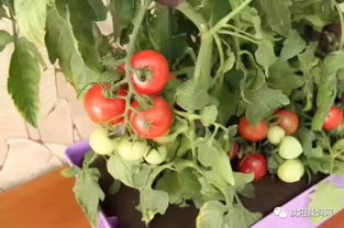 有机蔬菜的误会：真的不打农药吗？