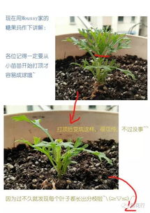 “玛格丽特花扦插教程，图文并茂！”