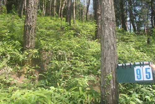 马尾松栽培技术要点