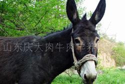 我国肉驴品种丰富，如德州驴、关中驴等