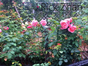 院子里的月季花园：一个梦开始的地方