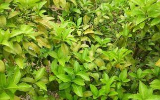 黄叶背后的元素流失