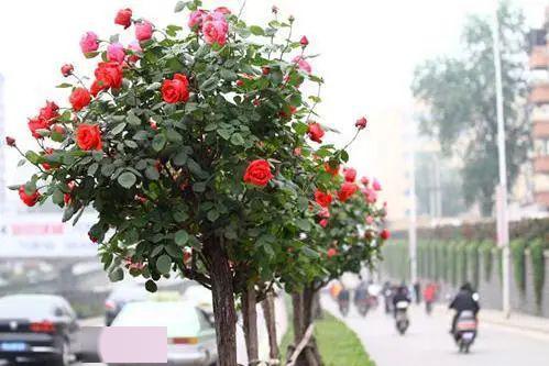 树状月季的养护之道：盆土换新， 肥水充足