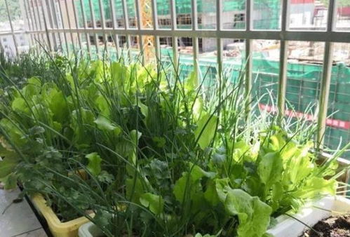 泡沫箱种菜，保暖神器还是养菜利器？