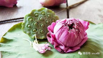 荷花可依Zuo什么菜？